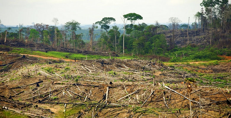 dissertation la deforestation en cote d'ivoire