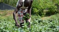 sujet de dissertation l'agriculture en cote d'ivoire