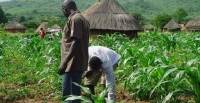 sujet de dissertation l'agriculture en cote d'ivoire