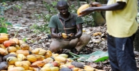 sujet de dissertation l'agriculture en cote d'ivoire