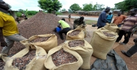 sujet de dissertation l'agriculture en cote d'ivoire