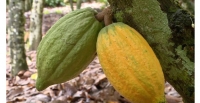 Cacao : r�organisation de la campagne de commercialisation