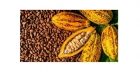 Cacao : le prix bord champ maintenu � 2 800 FCFA jusqu�au 31 mars 2026